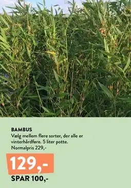 Plantorama Bambus tilbud