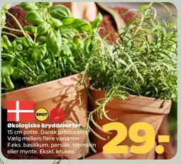 Netto Økologiske krydderurter tilbud