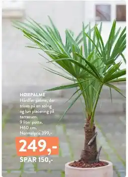 Plantorama HØRPALME tilbud