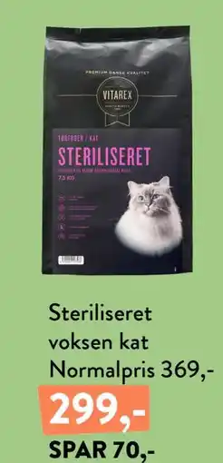 Plantorama Ster il iseret voksen kat tilbud