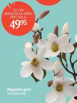 Kop & Kande Magnolia gren tilbud