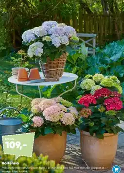 Bilka Hortensia tilbud