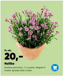 Bilka Nellike tilbud