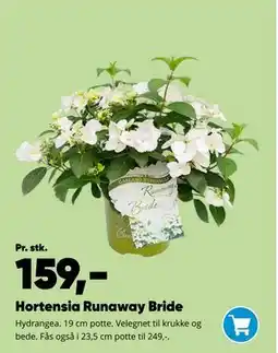Bilka Hortensia Runaway Bride tilbud