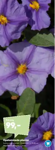 Bilka Opstammede planter tilbud