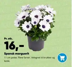 Bilka Spansk marguerit tilbud