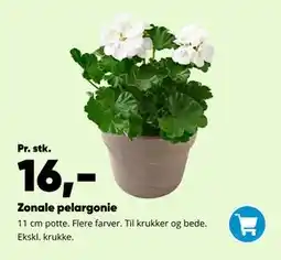 Bilka Zonale pelargonie tilbud