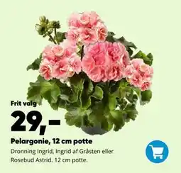 Bilka Pelargonie, 12 cm potte tilbud
