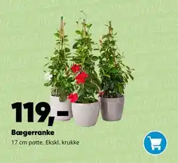 Bilka Bægerranke tilbud