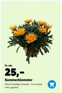 Bilka Sommerblomster tilbud