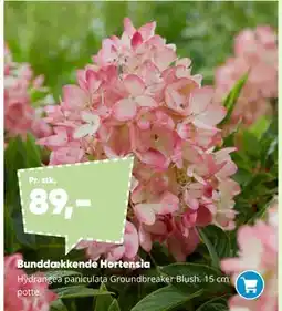 Bilka Bunddækkende Hortensia tilbud
