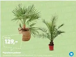 Bilka Populære palmer tilbud