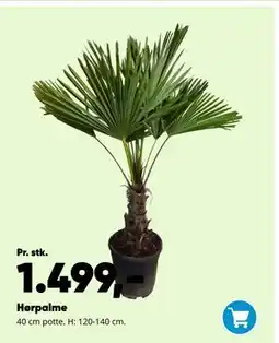Bilka Hørpalme tilbud