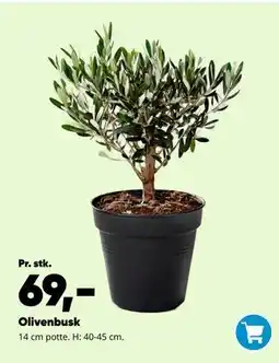 Bilka Olivenbusk tilbud