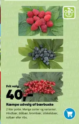 Bilka Kæmpe udvalg af bærbuske tilbud