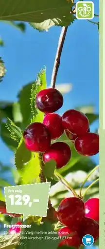Bilka Frugttræer tilbud