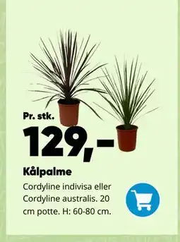 Bilka Kålpalme tilbud