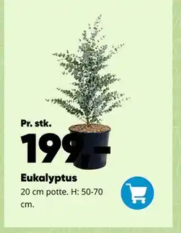 Bilka Eukalyptus tilbud