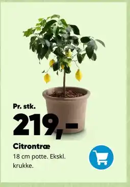 Bilka Citrontræ tilbud