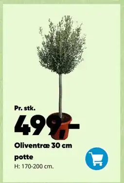 Bilka Oliventræ 30 cm potte tilbud