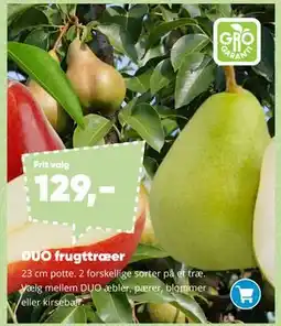 Bilka DUO frugttræer tilbud