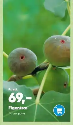 Bilka Figentræ tilbud
