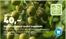 Bilka Kæmpe udvalg af special frugtbuske tilbud