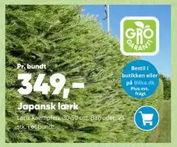Bilka Japansk lærk tilbud