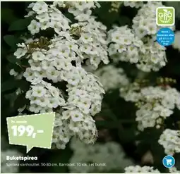 Bilka Buketspirea tilbud