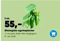 Bilka Økologiske agurkeplanter tilbud
