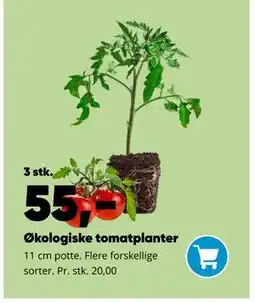 Bilka Økologiske tomatplanter tilbud