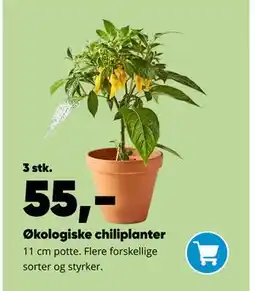 Bilka Økologiske chiliplanter tilbud