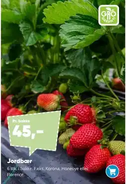 Bilka Jordbær tilbud