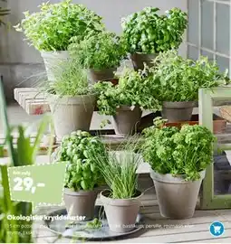 Bilka Økologiske krydderurter tilbud