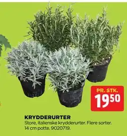 jem & fix KRYDDERURTER tilbud