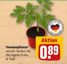 REWE DE Tomatenpflanze tilbud
