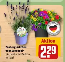 REWE DE Zauberglöckchen oder Lavendel¹, EUR 2.29 tilbud