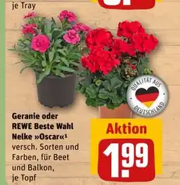 REWE DE Geranie oder REWE Beste Wahl Nelke Oscar¹, EUR 1.99 tilbud