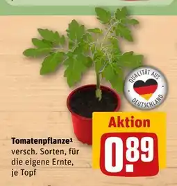 REWE DE Tomatenpflanze¹, EUR 0.89 tilbud
