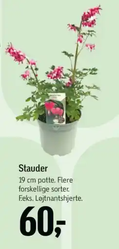 Føtex Stauder tilbud