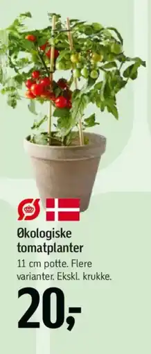 Føtex Økologiske tomatplanter tilbud