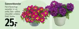 Føtex Sommerblomster tilbud