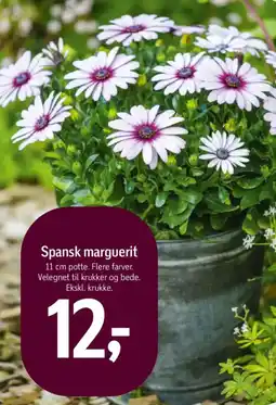 Føtex Spansk marguerit tilbud