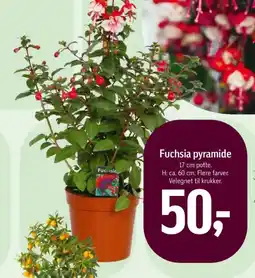 Føtex Fuchsia pyramide tilbud