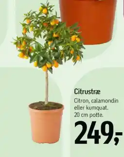 Føtex Citrustræ tilbud