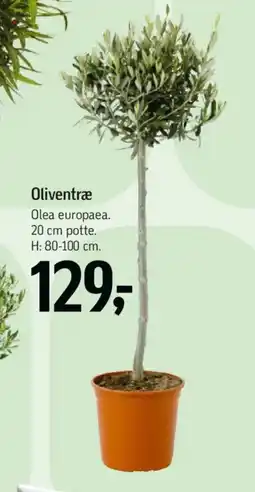 Føtex Oliventræ tilbud
