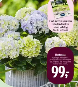 Føtex Hortensia tilbud