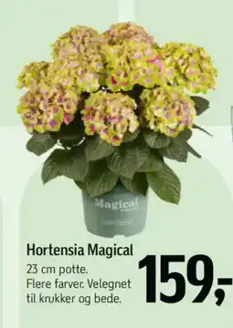 Føtex Hortensia magical tilbud