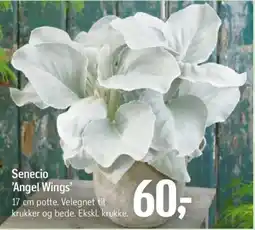 Føtex Senecio 'angel wings' tilbud