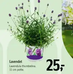 Føtex Lavendel tilbud